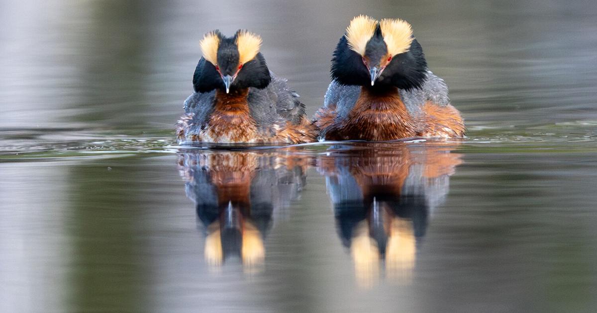The reluctant migration of the horned grebe