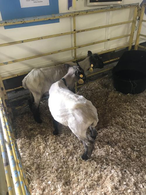 Fair 2019