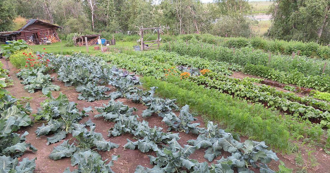 Managing manure into compost for better soil