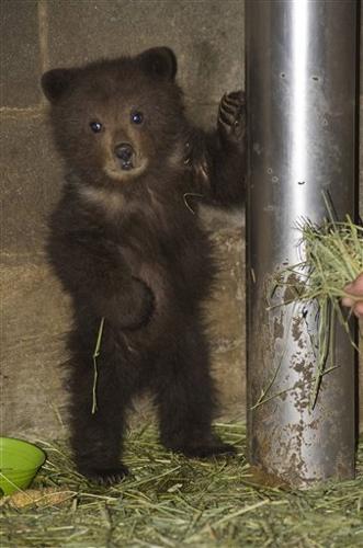 Zoo takes in orphaned brown bear cub from Alaska