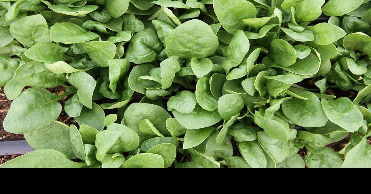 Bolting The biggest challenge with growing spinach in Alaska