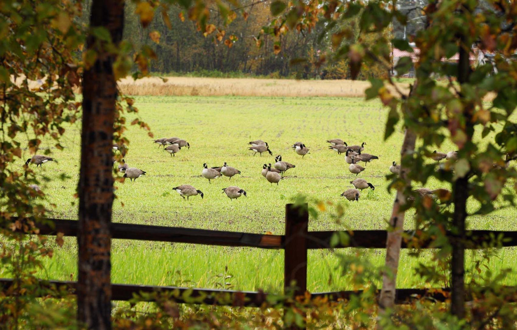 Bill would add 'and Hunting Preserve' to Creamer's Field name Local