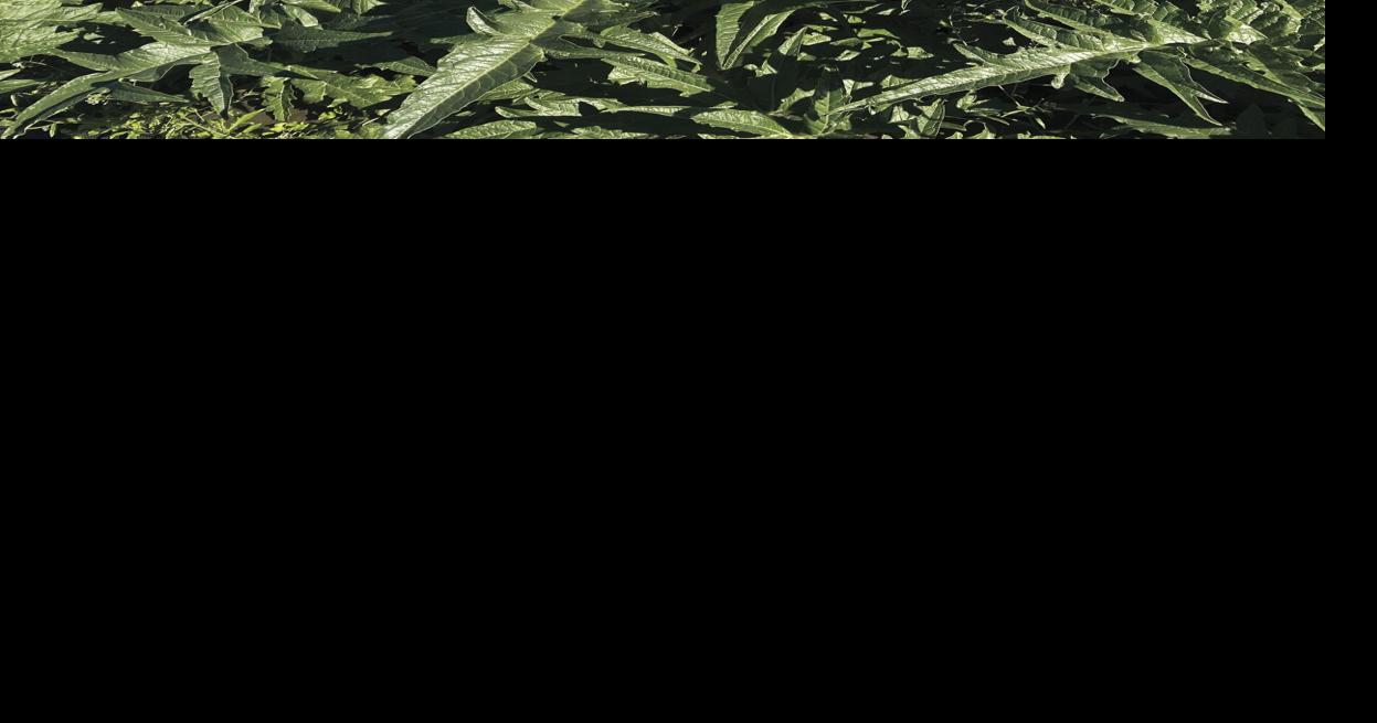 Do artichokes grow in Alaska? Gardening