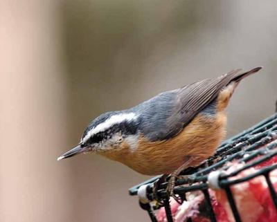Feeding Birds Keeps Us Not Them Alive During The Winter
