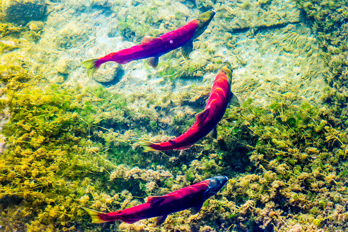 Red Fish In Alaska Alaska Fish Heritage Art Contest opens students | Latitude 65 ...