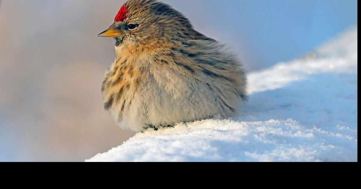Hardy counters face deep cold to tally birds for annual Christmas Bird ...