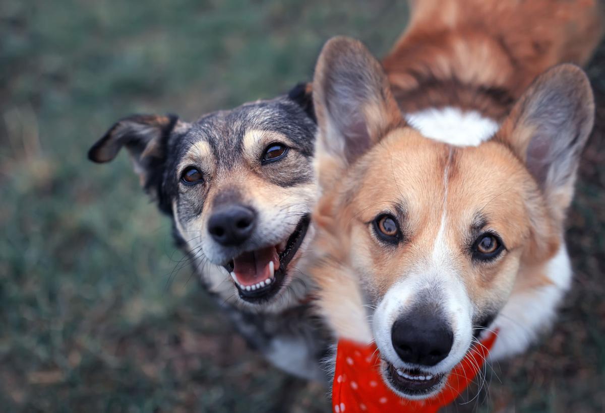 Cdc Recommends Social Distancing For Dogs Cats Other Animals