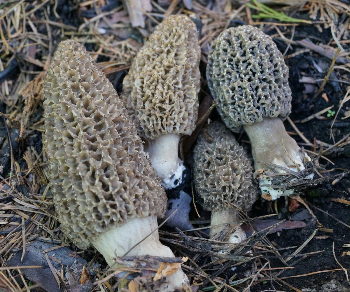 Rising from the ashes morels Outdoors
