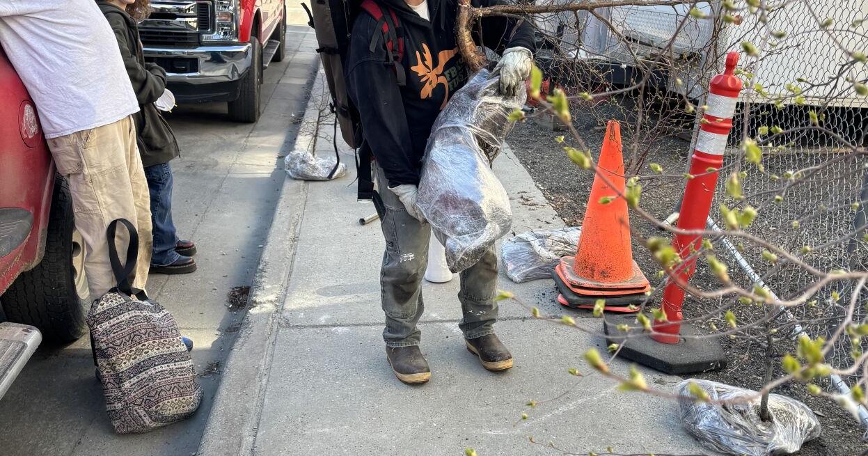 Rescued "Polaris" tree will be planted at City Hall Monday - Vimarsana News