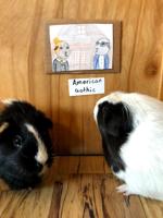 Pighime: Fairbanks girl creates art museum for her guinea pigs