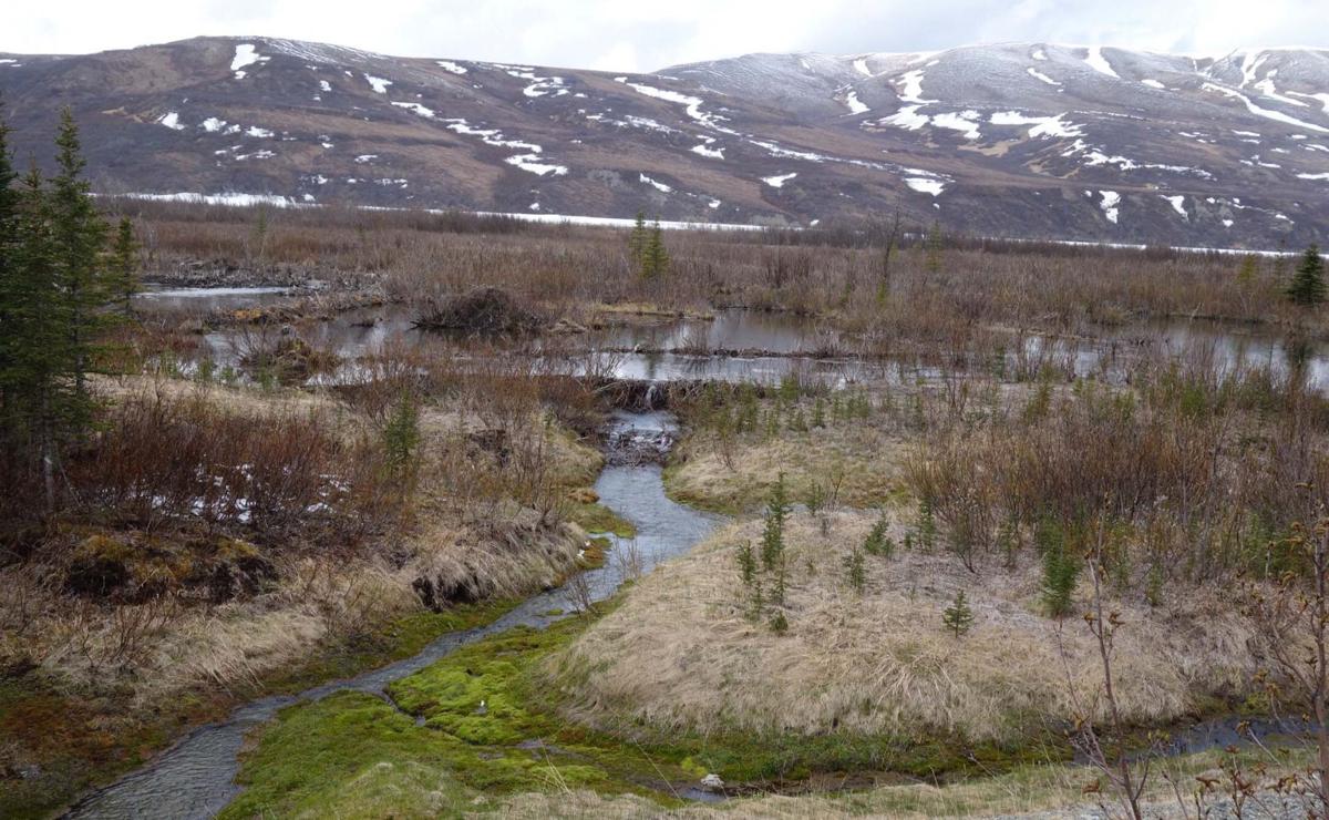 Beavers at home