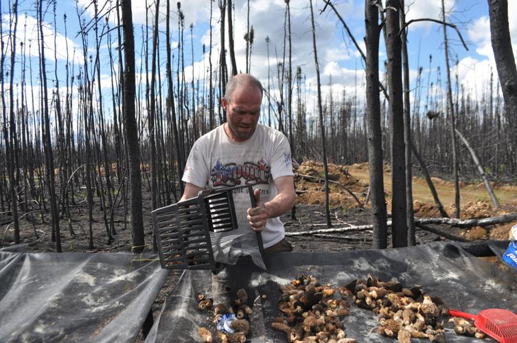 Entrepreneur hopes to sell Alaska’s abundant morels Outside Outdoors