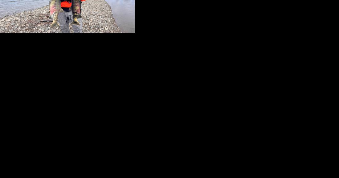 Chum salmon are spawning in North Slope rivers, University of Alaska researchers find - Vimarsana News