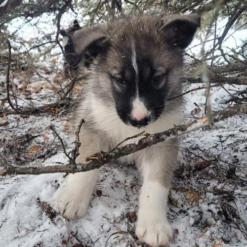 Denali Park Kennels introduces Spark, Blaze and Char Our Town