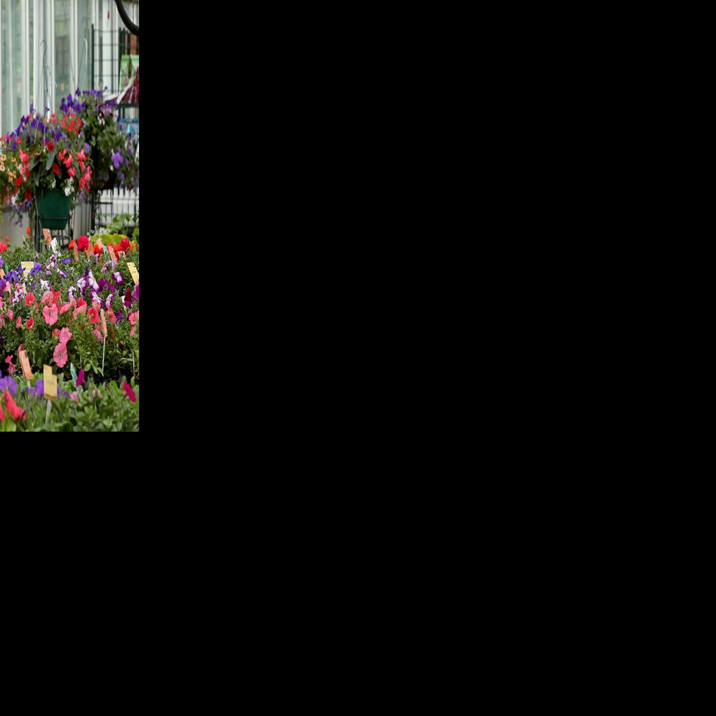 The Fairbanks queen who reigns over The Plant Kingdom
