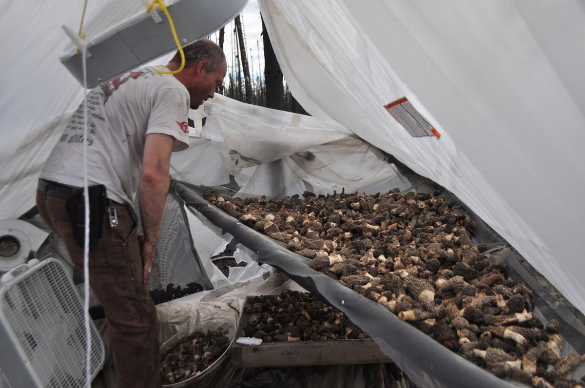 Entrepreneur hopes to sell Alaska’s abundant morels Outside Outdoors
