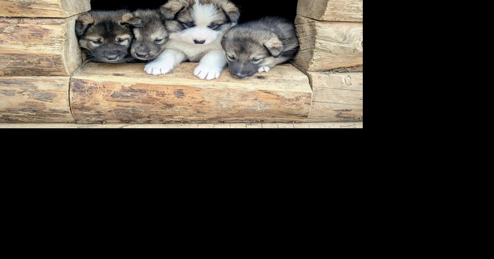 Check out Denali Park's newest canine rangers with Puppy Cam