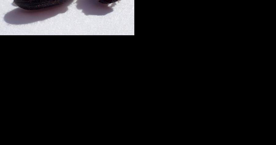 The spruce bark beetle heads north as biologists and foresters ...