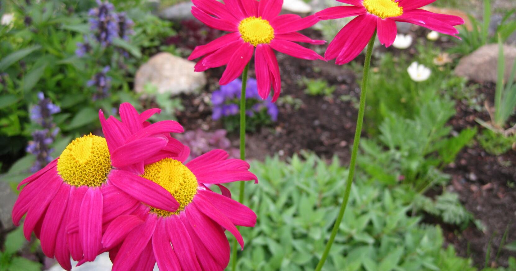 Decisions, decisions: How to decide what to grow this season - Vimarsana News