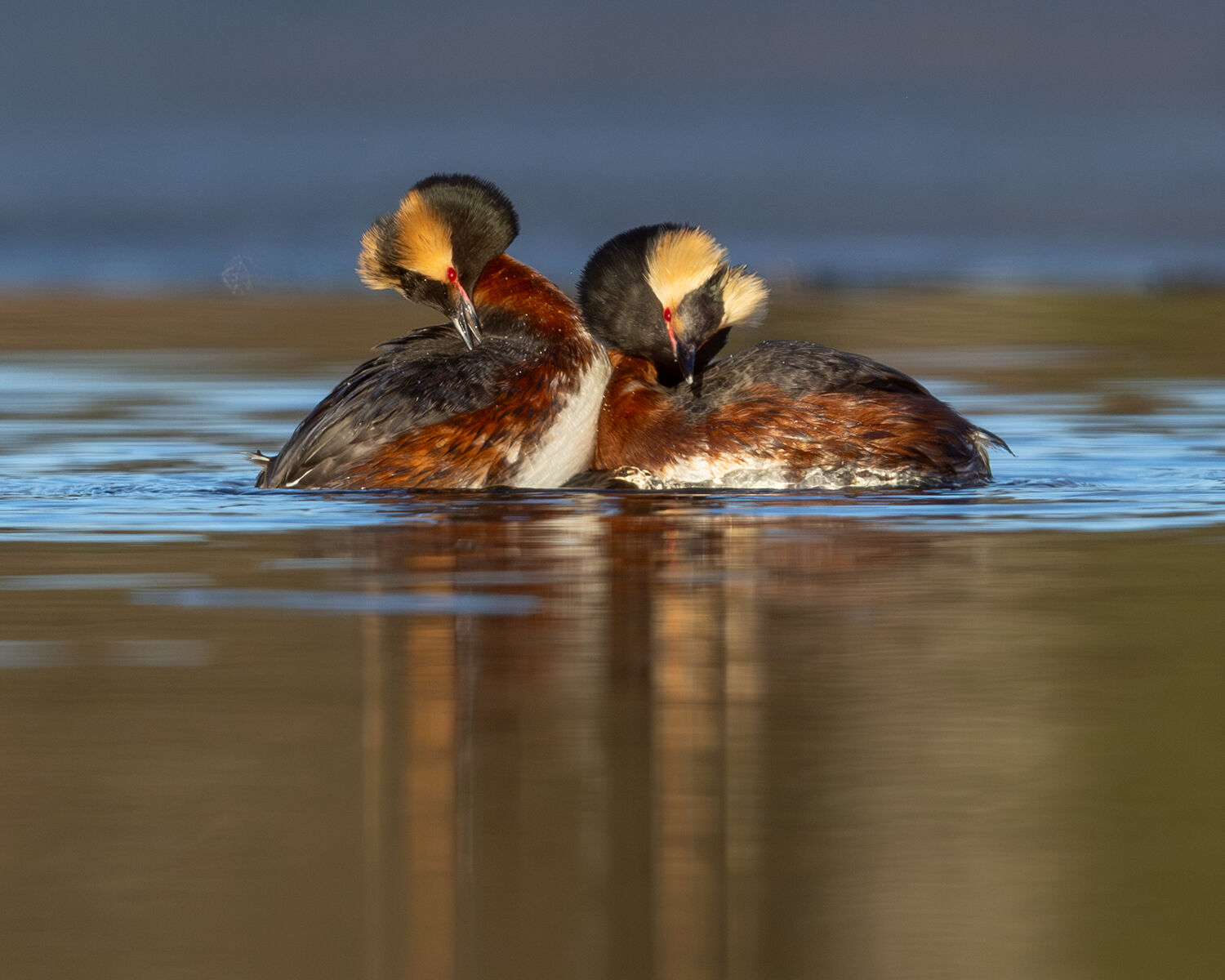 The reluctant migration of the horned grebe | Outdoors | newsminer.com