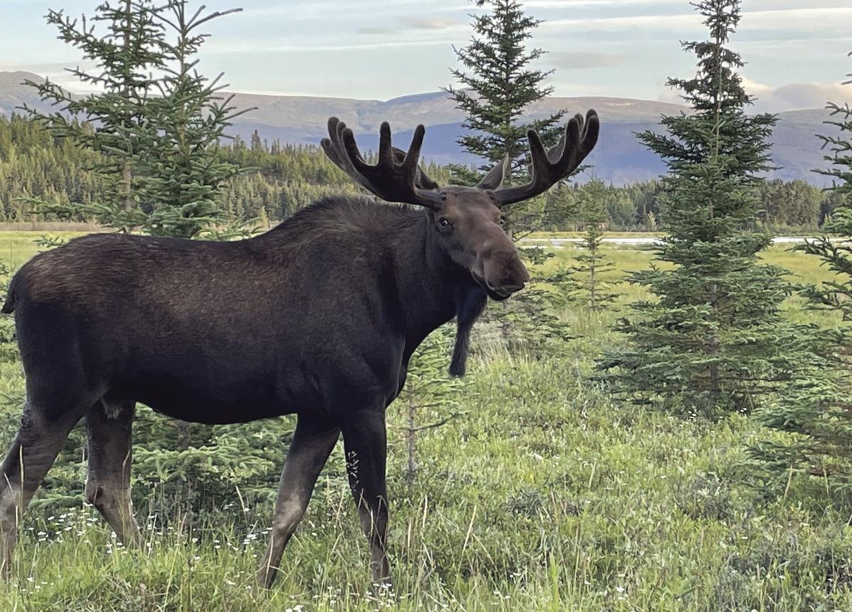 First confirmed case of moose with rabies in North American found in