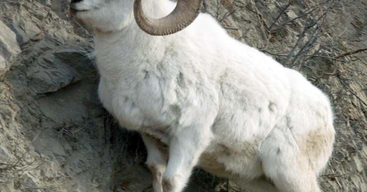 Public hearing set for request to close Yukon-Charley sheep hunting season - Vimarsana News