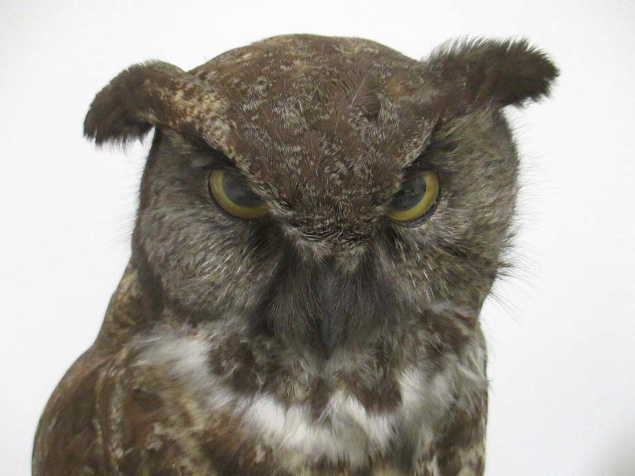 The lure of the owls of the north Community Features