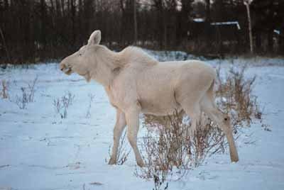 White moose is the talk of the town in Delta 