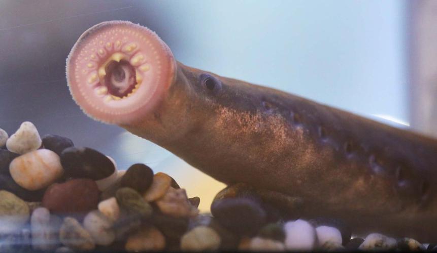 Lab notes What do Arctic lampreys eat? DNA provides a clue Science