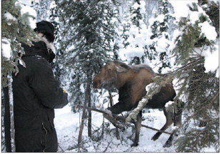 Hunter Day Yukon >> Breakaway snares allow moose to escape, but still kill ... Hunter Day Yukon >> Breakaway snares allow moose to escape, but still kill ...