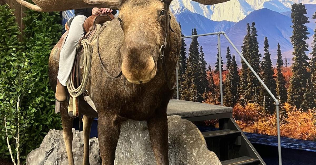 Antlers, adventure and a moose named Lightning draw visitors to new Nenana museum
