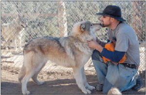 Veterans tame wolf-dogs from Alaska at California rescue center ...