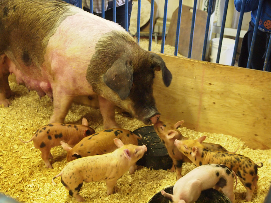 Tanana Valley State Fair