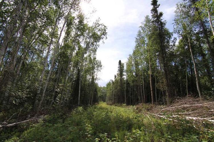 Alaska starts work on road to Tanana Local News