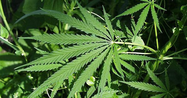 Fairbanks councilmembers urge cannabis businesses' presence during hearings | Local News - Vimarsana News