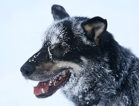 Yukon Quest: Central