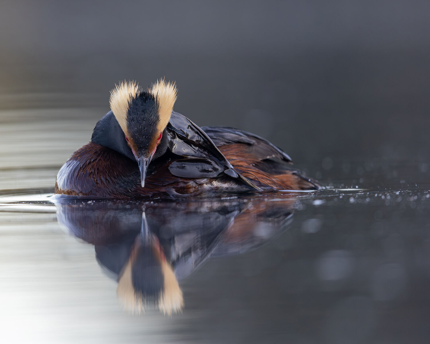 The reluctant migration of the horned grebe | Outdoors | newsminer.com