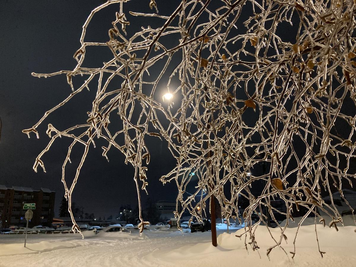 Frozen tree limbs in Fairbanks