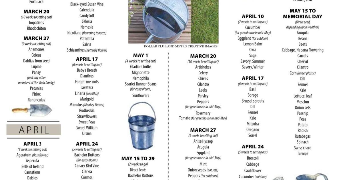 Spring 2022 seed planting chart | Gardening | newsminer.com Spring 2022 seed planting chart | Gardening | newsminer.com