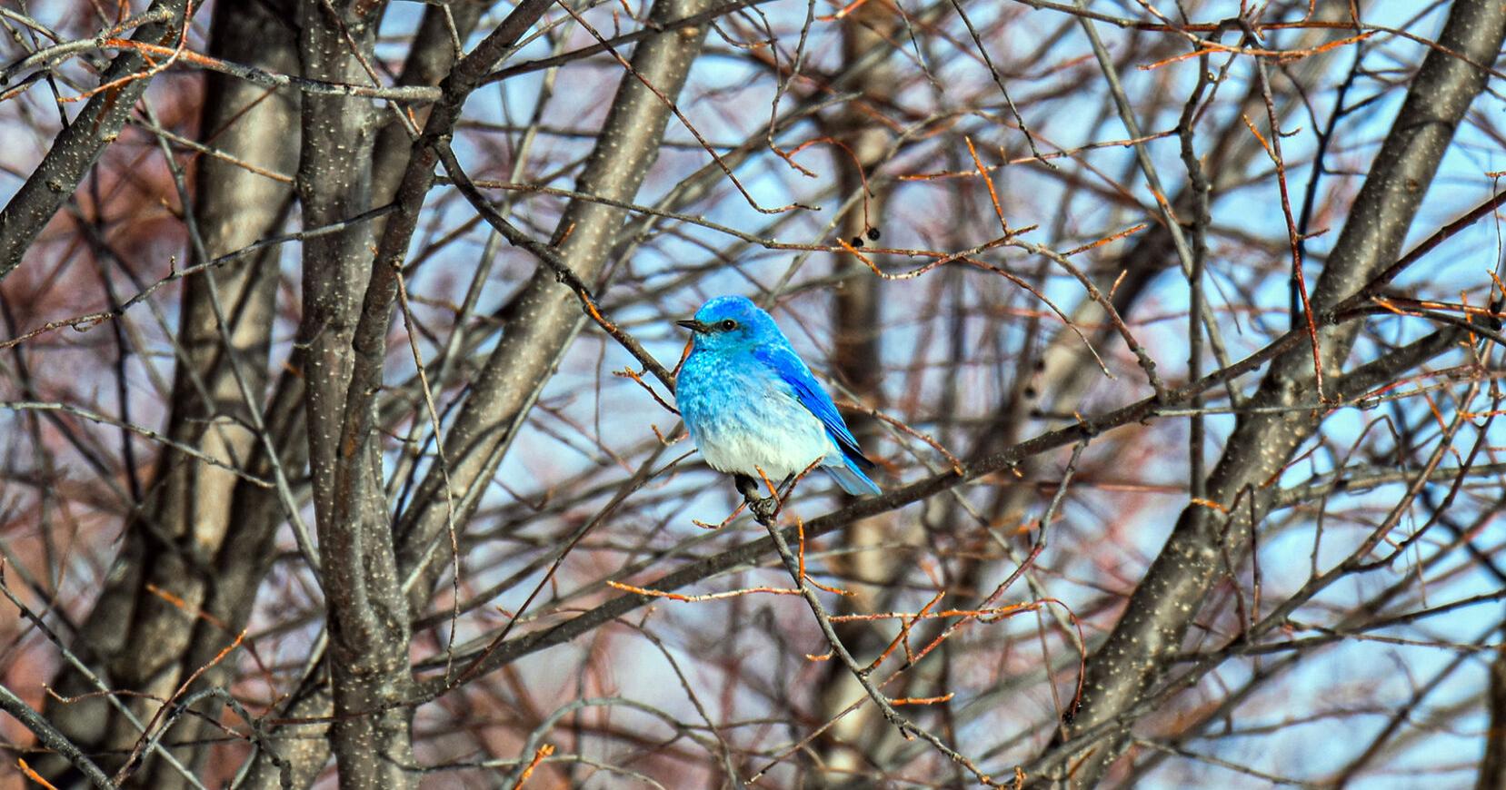 Mountain bluebird - Vimarsana News