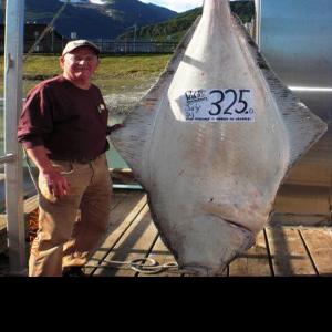 Fairbanks Man Catches A 325 Pound Halibut That Could Net Him 15 000 Outdoors Newsminer Com