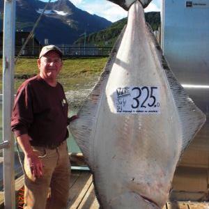 Fairbanks Man Catches A 325 Pound Halibut That Could Net Him 15 000 Outdoors Newsminer Com Fairbanks Man Catches A 325 Pound Halibut That Could Net Him 15 000 Outdoors Newsminer Com
