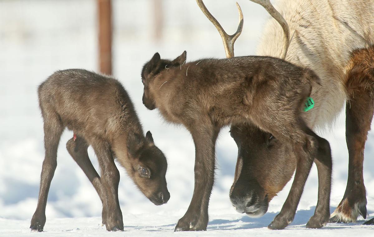 Newborn Reindeer Calves Gallery