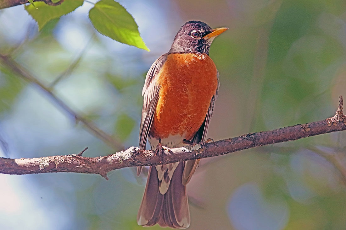 Spectacular Songbirds Arrive To Eat Insects Outdoors Newsminer Com Spectacular Songbirds Arrive To Eat Insects Outdoors Newsminer Com