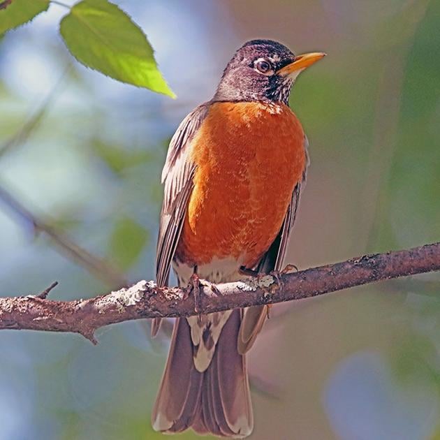 Spectacular songbirds arrive to eat bugs | Outside
