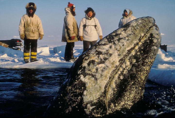 1988 Barrow Alaska Whale Rescue newsminer