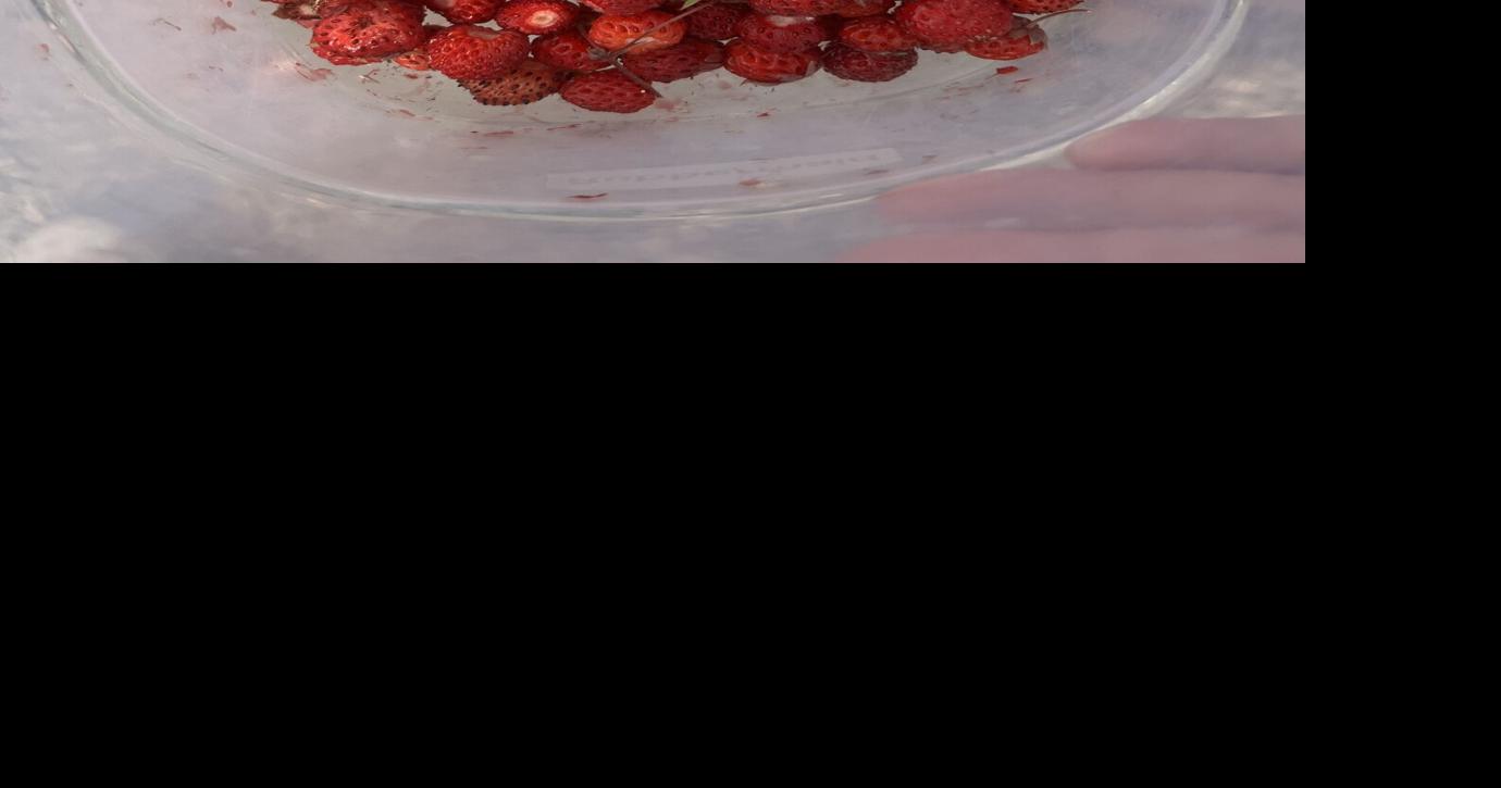 Anderson Strawberry Festival offers wild strawberries and lots of family fun