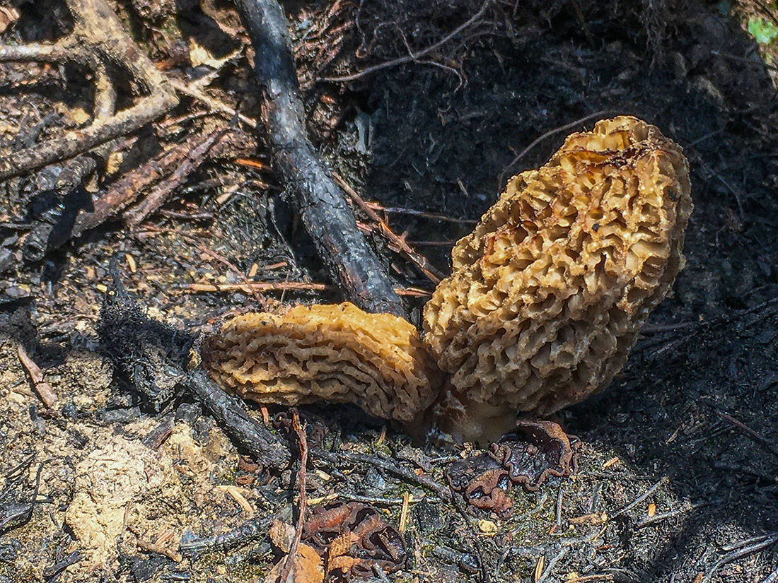 An afternoon of ash and sweat Searching for the evasive morel