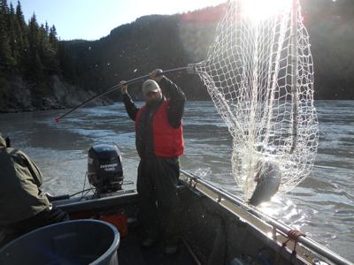 Alaska's Most Prized Salmon  Dipnetting the Copper River 