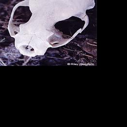 Cleaning a skull can create a hunting keepsake
